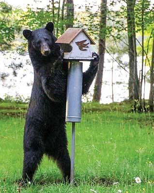 Danielle Demming, assistant large carnivore biologist for the Wisconsin Department of Natural Resources, suggests bringing bird feeders in or to raise the feeders up to a point where bears cannot access them. (Photo by Dean Hall/Lakeland Times)