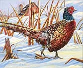 The DNR is now accepting artwork entries for the 2025 Wild Turkey, Pheasant and Waterfowl Stamp design contests. Robert Wilkens created the winning pheasant stamp in 2024. (Contributed image)