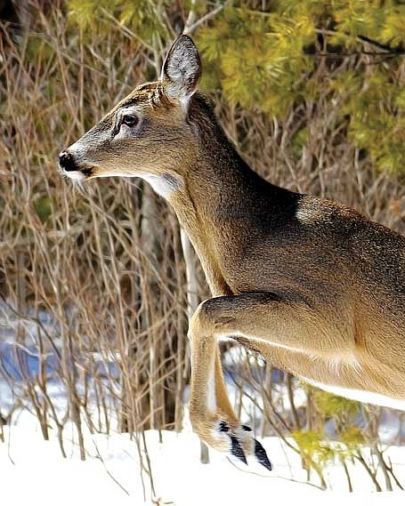 The Department of Natural Resources (DNR) deer advisory committee met March 12 for a fairly lengthy meeting looking at the 2023-24 deer season. (Photo by Dean Hall/Lakeland Times)