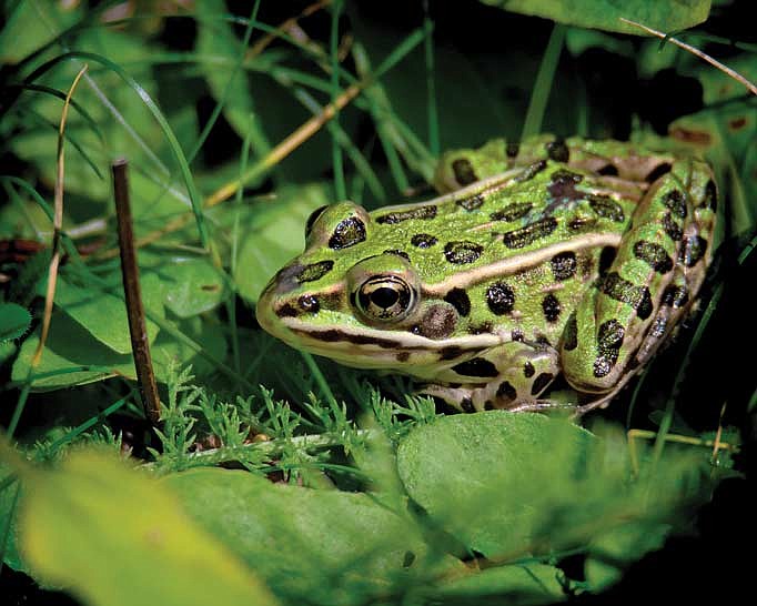 Leopard frog. (Photo by Dean Hall/Lakeland Times)