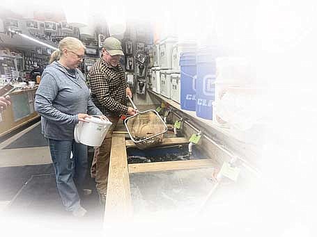 Kurt Justice of Kurt’s Island Sports Shop gathers a full load of minnows for Jodi Kirchenwitz ahead of the fishing opener this weekend on Wednesday, May 1, in Minocqua. (Photo by Trevor Greene/Lakeland Times)