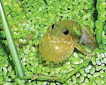 The Blanchard’s cricket frog is Wisconsin’s only endangered frog, but all 19 amphibians in the state are vulnerable to pollution, drought and habitat loss. (Contributed photograph)