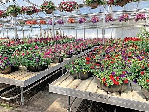The flower baskets seen throughout downtown Rhinelander are the result of a partnership between Downtown Rhinelander, Inc., Forth Floral and the Master Gardeners. The public is invited to sponsor a basket at a cost of $100. (River News file photo)