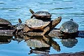 A turtle’s shell is tough but not tougher than your tires. Be mindful when driving in low, wet areas where turtles may be crossing. (Contributed photograph)