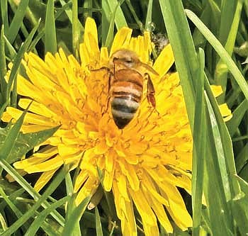 I recently saw a honey bee on a dandelion in my backyard. Interestingly, I was collecting dandelions to make dandelion honey at the time. I guess we both had the same thing in mind. (Photo by Beckie Gaskill/Lakeland Times)