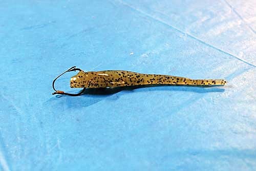 Drop shot baits are nosed hooked on small hooks, allowing for maximum action of the bait. The goby shown here is nose hooked onto a “weedless” drop shot hook. (Photo by Beckie Gaskill/Lakeland Times)