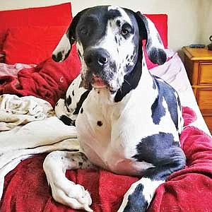 Snickers, the loyal Great Dane of an Oneida County Humane Society donor, recently passed away due to cancer. (Submitted photo)