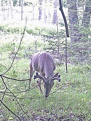 Dale Streubel’s trail cam photo of a buck investigating a licking branch. (Contributed photograph)