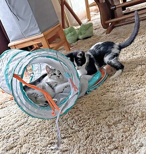 I call this my “Crazy Cat Lady starter kit.” We just adopted these two kittens, Cleo (right) and Darcy, and I had truly forgotten what it was like to have baby animals in the house. They are a hoot and I cannot wait to see what adventures lay ahead for us. (Photo by Beckie Gaskill/Lakeland Times)