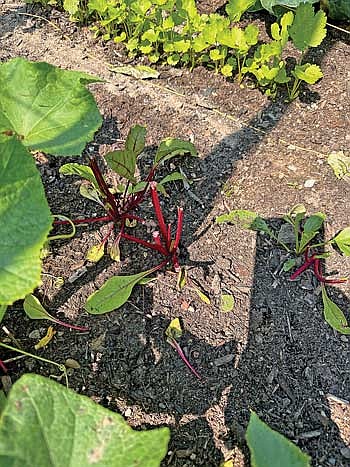 I went out to the garden this morning to find what used to be a row of beets looking like this. (Photo by Beckie Gaskill/Lakeland Times)