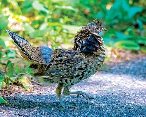 Spring roadside drumming surveys this year showed indicate increases in the ruffed grouse population. (Photo by Dean Hall/Lakeland Times)