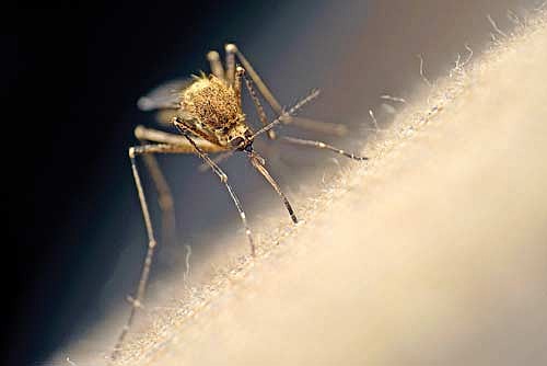 The Wisconsin Department of Health Services has announced the first West Nile virus infections in Wisconsin this year. The virus is typically spread to humans, birds, and other animals through the bite of an infected mosquito. (File photo)