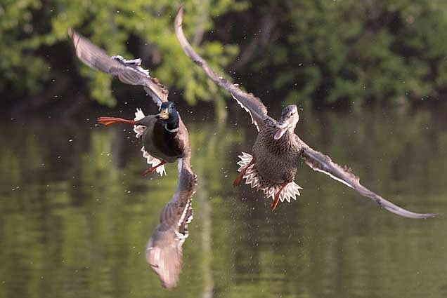 Mallards, which are the most abundant ducks in Wisconsin, make up 32% of the state’s harvest annually. (Photo by Dean Hall/Lakeland Times)