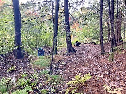 Volunteers are needed to hand-pull invasives species encroaching on the old-growth Holmboe Conifer Forest State Natural Area in Rhinelander. (Northwoods Land Trust/Submitted)