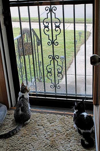 I am not normally one to feed the squirrels. It is not that I am not a fan of squirrels. I just feel like they have enough food out there. However, now that we have two kittens, Stevie (right) and Cleo (left), they love to watch the squirrels that come up to eat the bird food. (Photo by Beckie Gaskill/Lakeland Times)