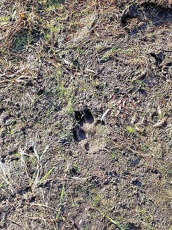 Local hunter Jim Lund took this photo of wolf sign near the area where a wolf lunged at other duck hunters. (Contributed photograph)