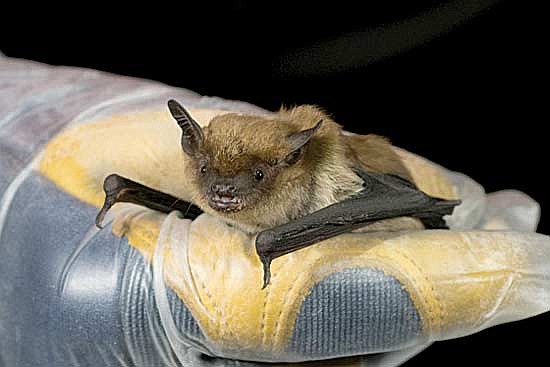 Half of Wisconsin’s eight bat species are threatened, including big brown bats like this one. (Contributed photograph)