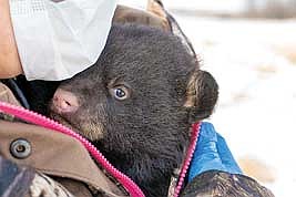 Cubs cannot yet regulate their temperature and have delicate immune systems, so researchers wear protective gear and keep them warm while staff members fit a GPS collar on the mother bear during den surveys. (Contributed photograph)