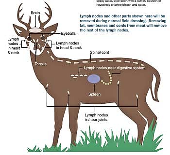 When processing deer, it is best to minimize contact with the spinal cord, spleen and lymph nodes to limit exposure to the prions that cause CWD. Source: Wisconsin Department of Agriculture, Trade and Consumer Protection. (Contributed image)