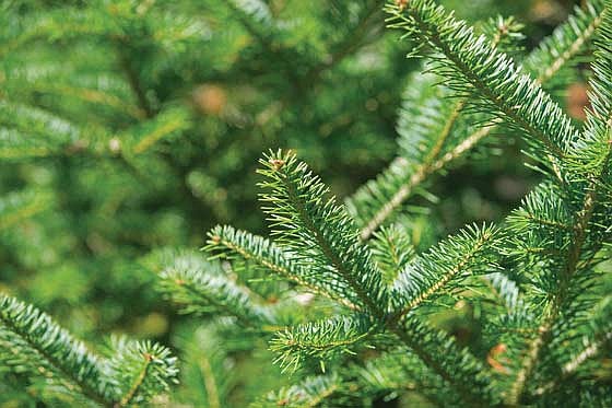 Balsam firs, known for their beautiful fragrance and dark green needles, are among the most sought-after species in the northern state forests. (Submitted photo)