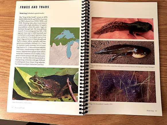 “The Field Guide to Amphibian Eggs and Larvae of the Western Great Lakes” helps to identify those parts of the life cycle many other field guides skip over. (Photo by Beckie Gaskill/Lakeland Times)