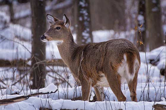 Although the 2024 nine-day gun deer season is now behind us, additional harvest opportunities remain available throughout the late fall and early winter. (Contributed photograph)