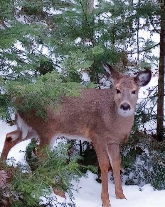 Dale Streubel’s photo of this year’s fawn. (Contributed photograph)