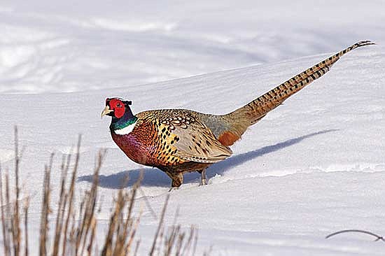 Apply for funding for projects through the Wild Turkey, Pheasant and Waterfowl Stamp Fund by Feb. 14. (Contributed photograph)