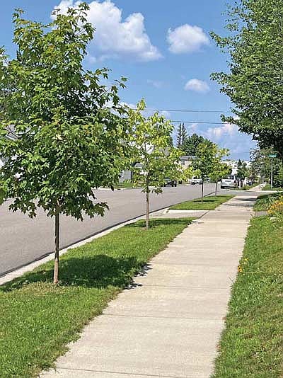 With the help of a grant from the Department of Natural Resources and the USDA Forest Service, the City of Rhinelander Tree Board is planning to revitalize and diversify the city’s urban forest. (Submitted photo)