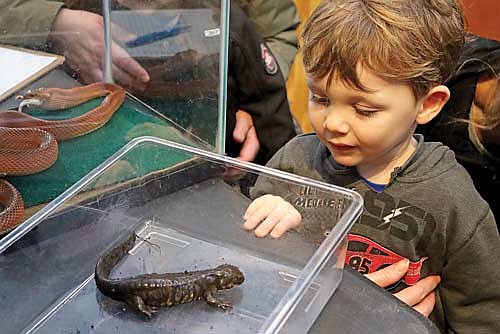 Two-year-old Henry Pierson watches Noodles the salamander eat during Critter Feeding on Saturday, Jan. 25, at the North Lakeland Discovery Center in Manitowish Waters. (Photo by Kate Reichl/Lakeland Times)