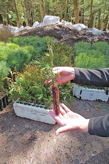 Grow a greener future with tree seedlings from Trees For Tomorrow. Each seedling comes in its own plug of soil, ready to plant for a strong start. (Contributed photograph)