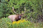 Through March 31, you can apply for the 2025 elk hunt. (Contributed photograph)