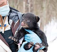 Cubs cannot yet regulate their temperature and have delicate immune systems, so researchers wear protective gear and keep them warm while staff members fit a GPS collar on the mother bear during den surveys. (Contributed photograph)