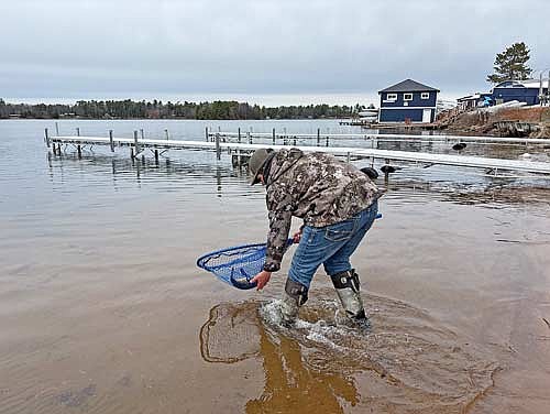 Tyler McMahon releases a walleye into the lake. (Photo by Trevor Greene/Lakeland Times)