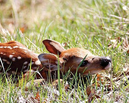 Does will often leave small fawns in a safe spot, as far away from predators as possible, while they are off foraging during the day. (Photo by Dean Hall/Lakeland Times)