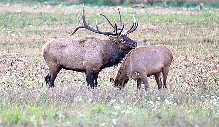 There’s still time to apply for Wisconsin's 2025 elk hunting season. (Contributed photograph)