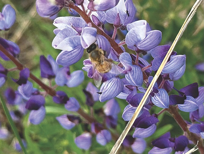 Photo detail