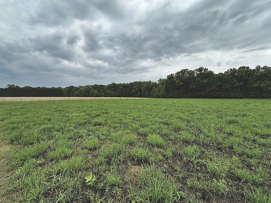 It was interesting to see the difference between the area of the prairie that had been burned last year and the other parts that had been growing for several years. (Photo by Beckie Gaskill/Lakeland Times)