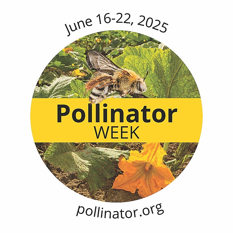 June 16-22, 2025 is Pollinator Week. Several tours in Oneida County help attendees learn more about native plantings and how they can help pollinators. (Contributed image)