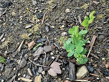 One lone pea plant is still standing after what could have been a rabbit came to dine again recently. (Photo by Beckie Gaskill/Lakeland Times)
