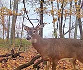 Landowners with 60 acres or more are encouraged to apply to host hunters with disabilities for the 2025 Gun Deer Hunt For Hunters With Disabilities. (Contributed photograph)