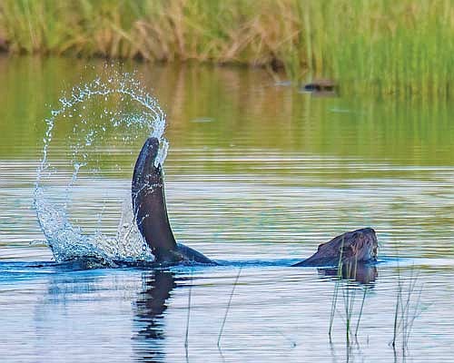 The process to update the DNR’s Beaver Management Plan begins with applications for new committee. (Photo by Dean Hall/Lakeland Times)