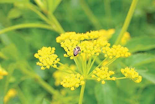 Native plants and pollinators have evolved together in a relationship that each offers the other just what each needs at the right time. Pollinators receive food and, in return, they pollinate the plants, thereby helping to ensure the next generation of that species. (Photo by Beckie Gaskill/Lakeland Times)