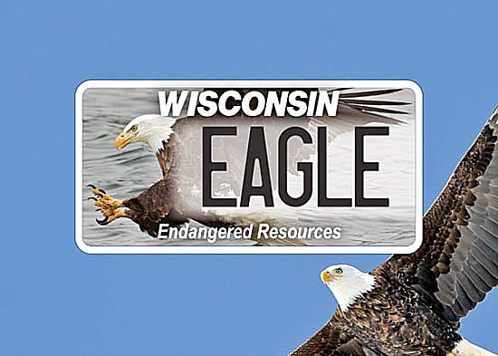 The bald eagle, now removed from the Wisconsin endangered species list, is an icon for conservation success in Wisconsin. (Contributed image)