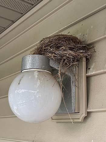 A robin’s nest sits on a porch light. (Photo by Brett LaBore/Lakeland Times)