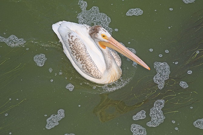 Photo detail