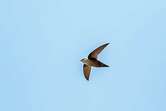 Chimney swifts rely on chimneys for critical habitat and are identifiable by their boomerang-shaped wings and tapered bodies. (Contributed photograph)