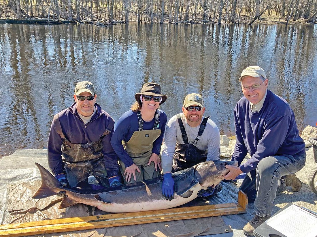 DNR employee Tom Meronek, DNR employee Margaret Stadig, Sturgeon Guard volunteer Josh Reitz and retired DNR employee Ron Bruch pose for a picture with a lake sturgeon. (Contributed photograph)