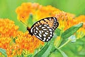 The public is encouraged to provide their input on the draft Wisconsin Wildlife Action Plan by Sept. 24. (Contributed photograph)