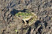 By reporting sightings of reptiles and amphibians on and around Wisconsin’s roads, drivers can help researchers save more of them in the future. (Contributed photograph)